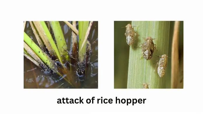 RICE INSECT PESTS AND THEIR MANAGEMENT shadabagri.com