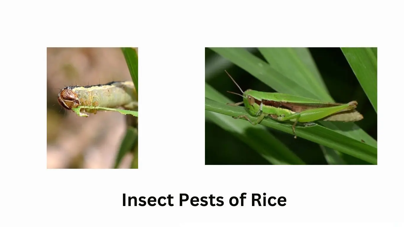 RICE INSECT PESTS AND THEIR MANAGEMENT shadabagri.com
