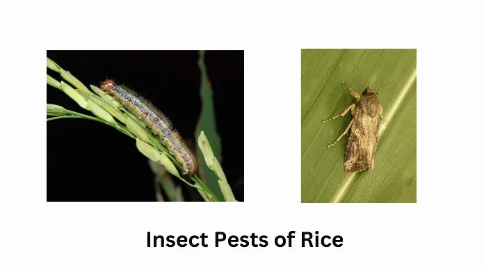 RICE INSECT PESTS AND THEIR MANAGEMENT shadabagri.com