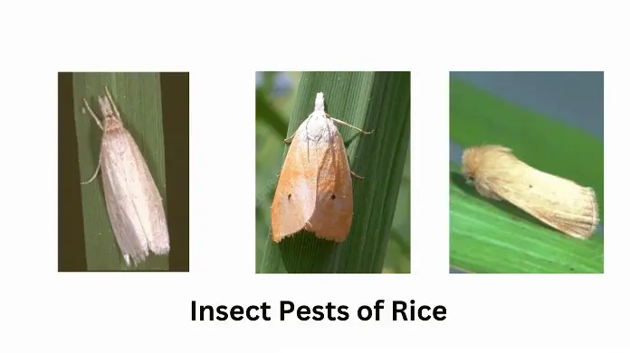RICE INSECT PESTS AND THEIR MANAGEMENT shadabagri.com