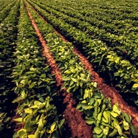 Multinutrient Supplements All types of crop supplements