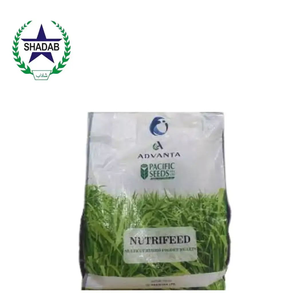 LCI BAJRA HYBRID  M-939