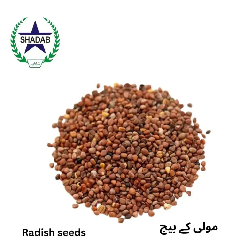 MOOLI (RADISH) SEED