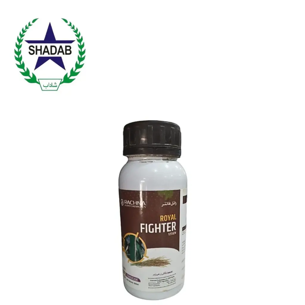 RACHNA ROYAL FIGHTER 1.5%EW 