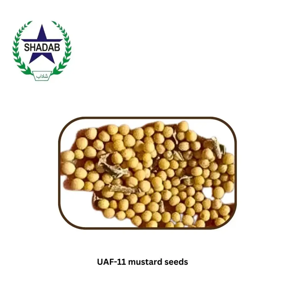 UAF-11 MUSTARD SEED