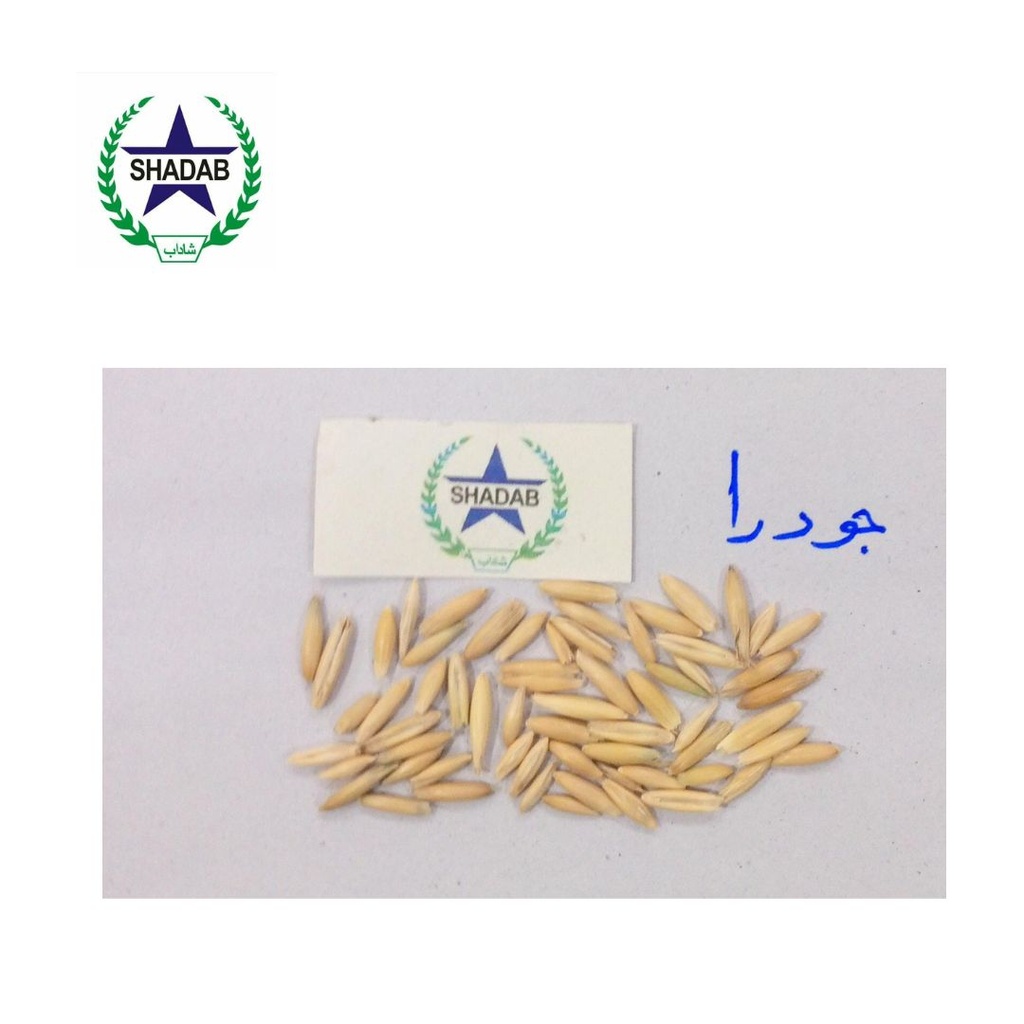 JUDARA SEED