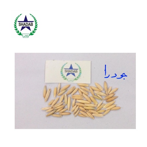 [JUDARA SEED] JUDARA SEED DESI